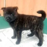 甲斐犬【鹿児島県・男の子・2022年11月27日・中虎毛】の写真2