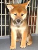 柴犬(標準サイズ)【鹿児島県・女の子・2022年6月1日・赤色】の写真3