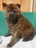 甲斐犬【鹿児島県・男の子・2022年11月27日・赤虎毛】の写真3