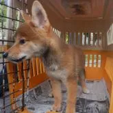 柴犬(標準サイズ)【鹿児島県・女の子・2022年6月27日・赤色】の写真4