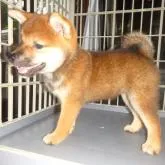柴犬(標準サイズ)【鹿児島県・女の子・2022年6月1日・赤色】の写真4