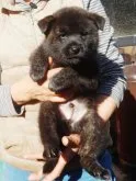 甲斐犬【鹿児島県・男の子・2022年11月27日・中虎毛】の写真5