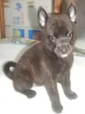 甲斐犬【鹿児島県・女の子・2023年7月6日・中虎毛】の写真5