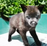 甲斐犬【鹿児島県・女の子・2024年4月15日・中虎毛】の写真5