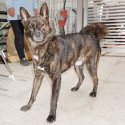 甲斐犬【・男の子・2022年12月10日・赤虎毛】