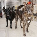 甲斐犬【・男の子・2022年12月10日・赤虎毛】「右側」