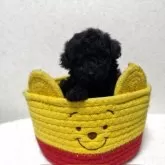 タイニープードル