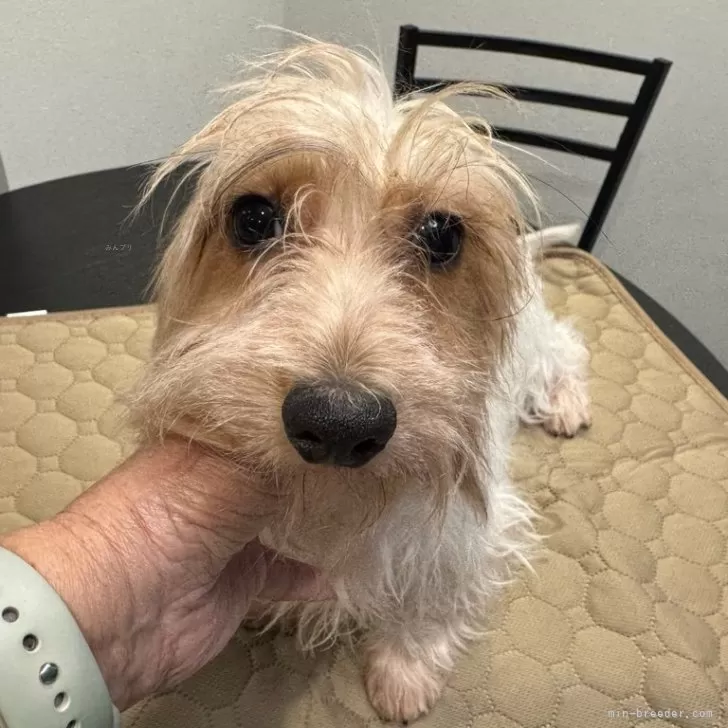 ID：2412-07726の子犬