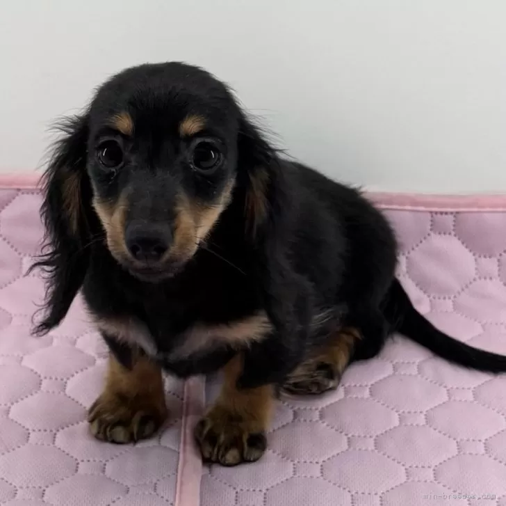 ID:2412-05983の子犬