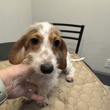 カニンヘンダックスフンド(ワイアー)【京都府・女の子・2024年6月3日・レッドパイボールド】の写真「お顔に可愛さが自慢です。」