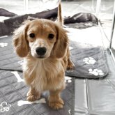 カニンヘンダックスフンド(ロング)
