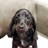 ミニチュアダックスフンド(スムース)