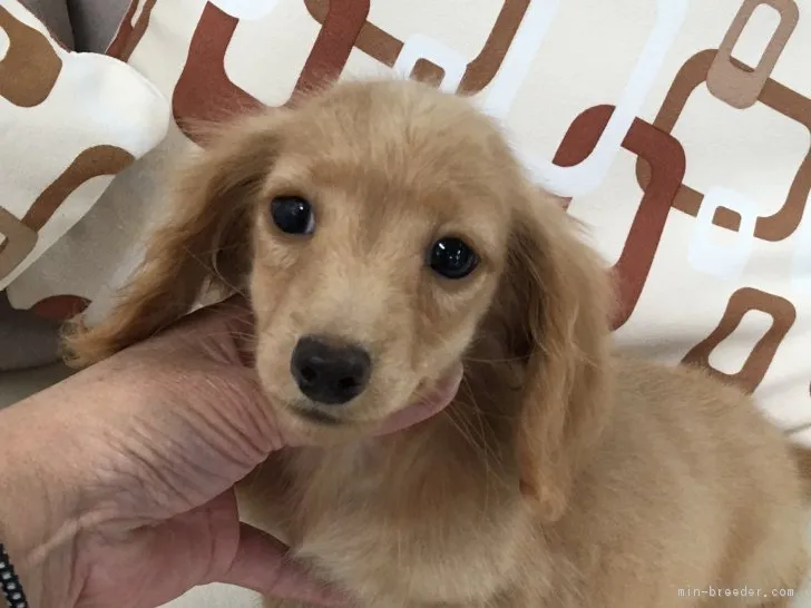 masa 様のお迎えした子犬