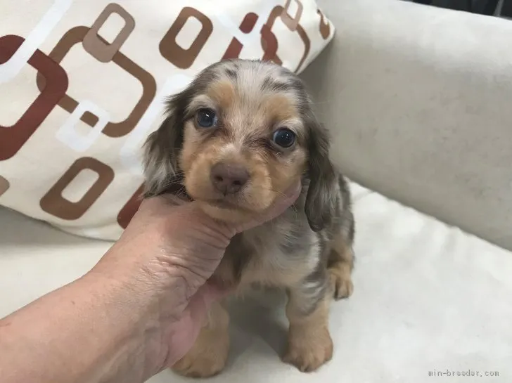 ID:1904-01992の子犬