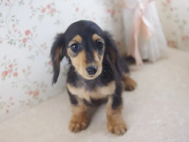 ID：1312-01236の子犬