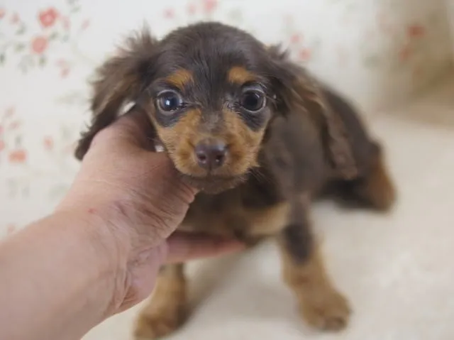とろ 様のお迎えした子犬