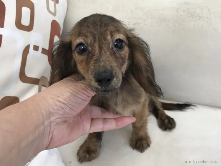 taogn0506 様のお迎えした子犬