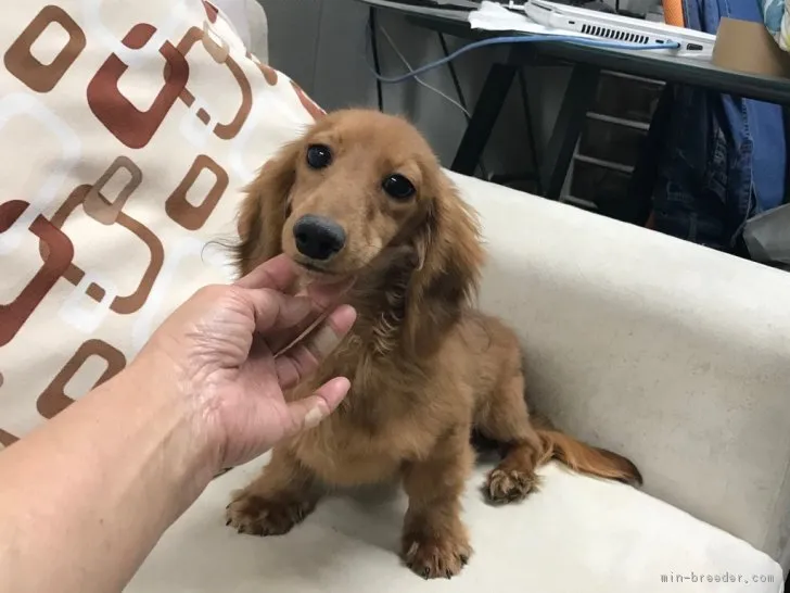ID：1811-01716の子犬