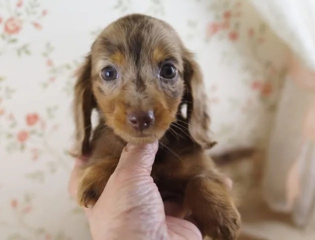 ID:1308-00640の子犬