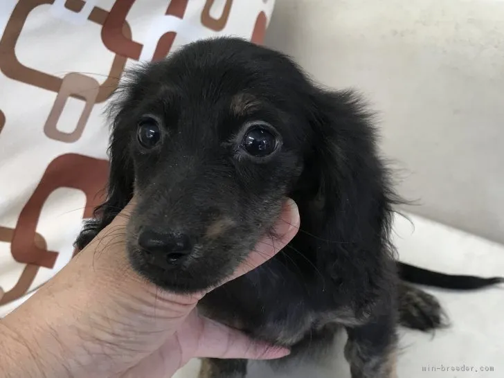 パイブリ 様のお迎えした子犬