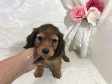 カニンヘンダックスフンド(ロング)【京都府・男の子・2018年9月4日・シェーデッドレッド】の写真「優秀血統から生まれた上品なお顔が魅力です。」