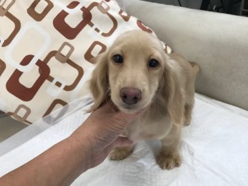 カニンヘンダックスフンド(ロング)【京都府・男の子・2018年10月5日・イエロー】の写真「優秀血統から生まれる構成よく上品でレベルの良い子」