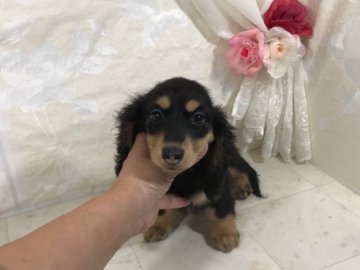 カニンヘンダックスフンド(ロング)【京都府・男の子・2018年9月6日・ブラック&イエロー】の写真「温厚で扱いやすい子です。」