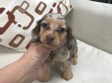 カニンヘンダックスフンド(ロング)【京都府・男の子・2019年3月6日・チョコ&タンダップル】の写真「可愛いお顔と綺麗な柄が魅力です。」