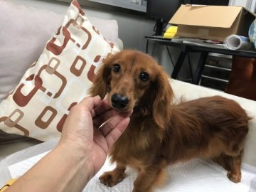 カニンヘンダックスフンド(ロング)【京都府・男の子・2018年12月3日・シェーデッドレッド】の写真「明るく綺麗なレッドのお色と可愛いお顔が自慢です。」