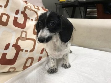 カニンヘンダックスフンド(ワイアー)【京都府・女の子・2019年8月5日・ブラックパイボールド】の写真「お耳も長く可愛いお顔が自慢です。」