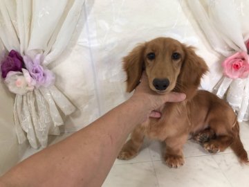 ミニチュアダックスフンド(ロング)【京都府・男の子・2018年4月30日・ゴールド】の写真「誰とでも仲良くできる子です。」