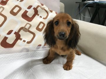 カニンヘンダックスフンド(ロング)【京都府・男の子・2018年4月27日・シェーデッドレッド】の写真「お耳が大きく長くて可愛い子です。」