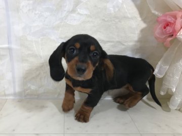 カニンヘンダックスフンド(スムース)【京都府・女の子・2018年11月6日・ブラック&タン】の写真「珍しいブラックタンスムースの女の子です。」