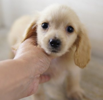 ミニチュアダックスフンド(ロング)【京都府・男の子・2011年5月11日・ピュアクリーム】の写真「」