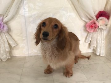 カニンヘンダックスフンド(ロング)【京都府・女の子・2018年4月30日・シェーデッドレッド】の写真「サイズコンパクトで構成の良い女の子です。」