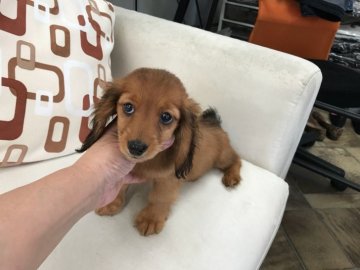 ミニチュアダックスフンド(ロング)【京都府・男の子・2018年3月9日・シェーデッドレッド】の写真「クリアレッドに近い明るい目のレッドです。」