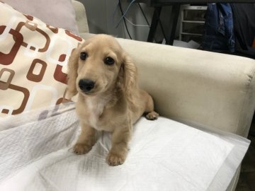 カニンヘンダックスフンド(ロング)【京都府・男の子・2018年4月8日・イエロー】の写真「少しシャイですがレベルの良い男の子です。」