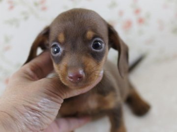 カニンヘンダックスフンド(スムース)【京都府・女の子・2012年7月14日・チョコ&タン】の写真「」