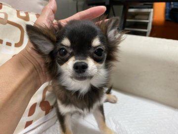 チワワ(ロング)【京都府・女の子・2019年7月16日・ブラック&クリーム】の写真「サイズ小さく可愛いお顔が自慢です。」