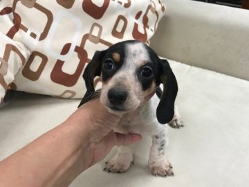 カニンヘンダックスフンド(スムース)【京都府・男の子・2018年11月6日・ブラック&タンパイボールド】の写真「珍しいパイボールドスムースの男の子です。」