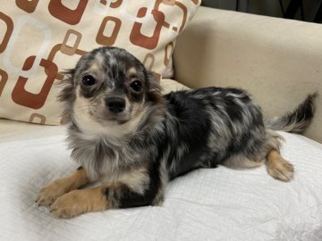 チワワ(ロング)【京都府・女の子・2019年7月16日・マール】の写真「綺麗な柄が魅力です。」