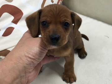 カニンヘンダックスフンド(スムース)【京都府・男の子・2017年2月19日・レッド】の写真「可愛いお顔が自慢です。」