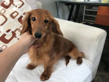 カニンヘンダックスフンド(ロング)【京都府・男の子・2017年11月9日・シェーデッドレッド】の写真「男前君です。」