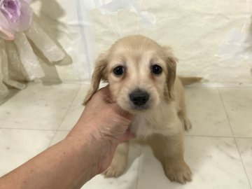 カニンヘンダックスフンド(ロング)【京都府・女の子・2019年2月17日・イエロー】の写真「英国タイプの上品で可愛いお顔が魅力です。」