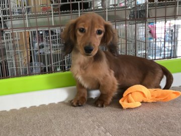 ミニチュアダックスフンド(ロング)【京都府・男の子・2017年10月8日・シェーデッドレッド】の写真「5ヶ月の男の子としては小ぶりだと思います。」