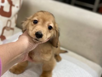 カニンヘンダックスフンド(ロング)【京都府・男の子・2019年10月5日・シェーデッドレッド】の写真「サイズ小ぶりで可愛いお顔が自慢です。」