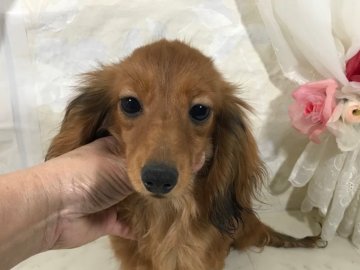 カニンヘンダックスフンド(ロング)【京都府・女の子・2018年4月27日・シェーデッドレッド】の写真「サイズ小さく可愛いお顔が自慢です。」