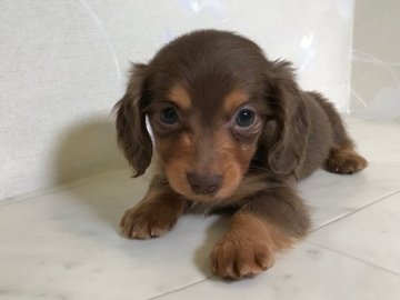 カニンヘンダックスフンド(ロング)【京都府・女の子・2017年12月16日・チョコ&タン】の写真「サイズ小さ可愛いお顔が自慢です。」