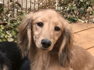 ミニチュアダックスフンド(ロング)【京都府・女の子・2018年11月30日・シェーデッドイエロー】の写真「骨量のしっかりしたミニチュアらしい子です。」