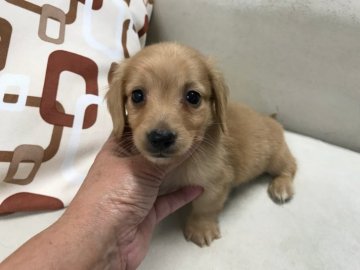 カニンヘンダックスフンド(ロング)【京都府・男の子・2018年4月27日・ゴールド】の写真「マズル短めの可愛いお顔の可愛い子です。」